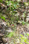 Showy gentian